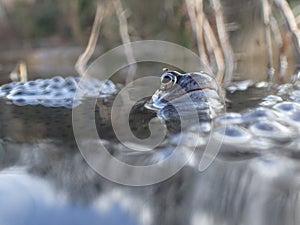 European or common frog, Rana temporaria, surrounded by frogspawn. Blackford Pond, Edinburgh