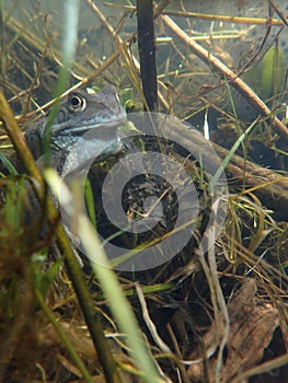 European or common frog, Rana temporaria, underwater. Blackford Pond, Edinburgh