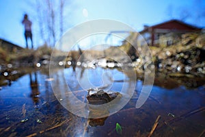 European Common Frog, Rana temporaria in the water. wide angle lens with man and house. Nature habitat, summer day in Finland.