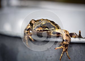 european common grass frog Rana temporaria selective focus background blur