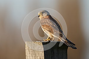 European common Kestrel