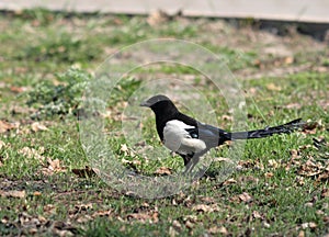 The European (Common) Magpie (Pica pica)