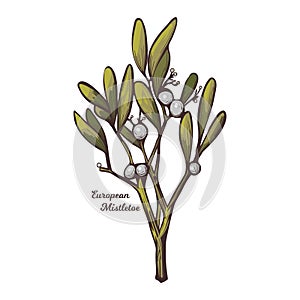 European common mistletoe isolated vector illustration. Viscum album, mistle Viscum album growing on Populus species. Viscum album