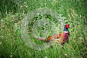 European common ring necked pheasant. Phasianus colchicus