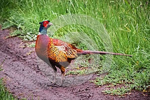 European common ring necked pheasant. Phasianus colchicus