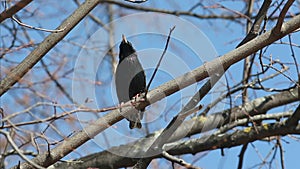 European or common starling sits on a branch and sings a song in the early spring, Sturnus vulgaris, bird