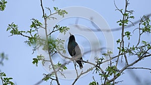 European or common starling Sturnus vulgaris sits on a branch