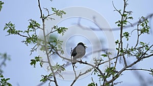 European or common starling Sturnus vulgaris sits on a branch