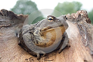 European common toad bufo bufo photo