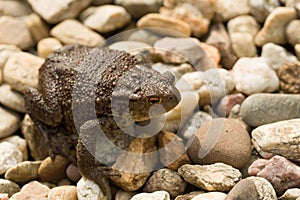 European common toad, bufo bufo outdoor