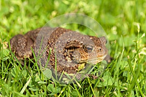 European common toad, bufo bufo outdoor