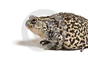 European common toad, Bufo bufo, Crapaud commun