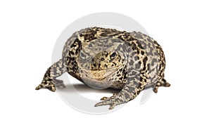 European common toad, Bufo bufo, isolated on white