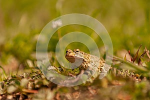 European common toad, bufo bufo sitting in grass