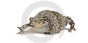 European common toad walking, Bufo bufo, isolated