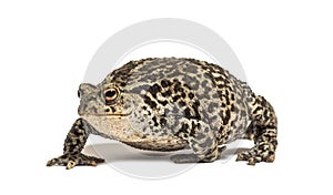 European common toad walking, Bufo bufo, isolated