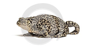European common toad walking, Bufo bufo, isolated