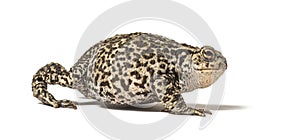 European common toad walking, Bufo bufo, isolated