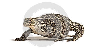 European common toad walking, Bufo bufo, isolated