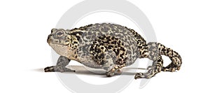 European common toad walking, Bufo bufo, isolated