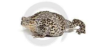 European common toad walking, Bufo bufo, isolated