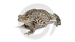 European common toad walking, Bufo bufo, isolated on white