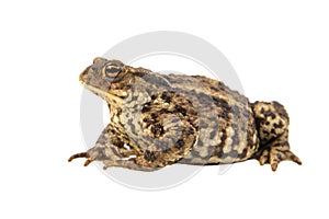 European Common toad on white