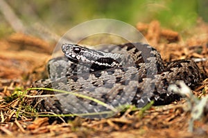European common viper on forest ground