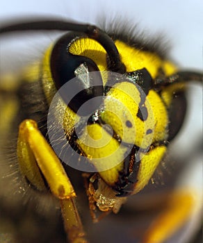 European common wasp Vespula Vulgaris