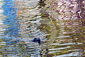 European Coot Duck Reflection Amsterdam Holland Netherlands