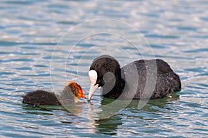 European coot feeding it`s chicken on a lake. Fulica atra photo