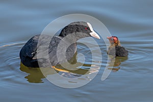 A european coot is feeding a young chick