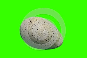 European coot Fulica atra egg photo