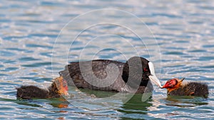 European coot Fulica atra feeding her chick on the lake