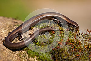 European copper skink, ablepharus kitaibelii, on a green moss in nature