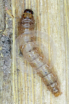 The European corn borer or borer or high-flyer Ostrinia nubilalis. It is a one of most important pest of maize crops.