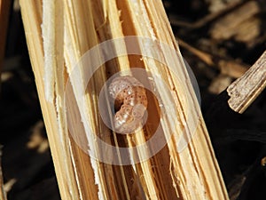 European corn borer (Ostrinia nubilalis).