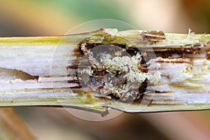European corn borer Ostrinia nubilalis - important pest of maize crops.