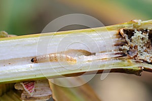 European corn borer Ostrinia nubilalis - important pest of maize crops.