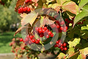 European Cranberrybush