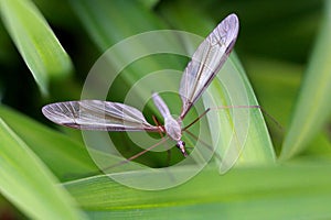 European Crane Fly - Tipula species