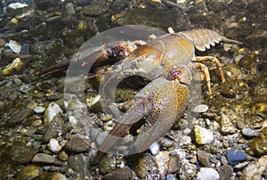European crayfish Astacus astacus