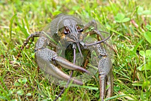 The European crayfish Astacus astacus