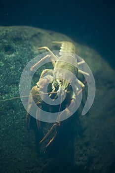 European crayfish (Astacus astacus).