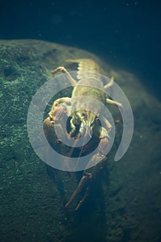 European crayfish (Astacus astacus).