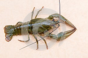 The European crayfish Astacus astacus, noble crayfish, or broad-fingered crayfish