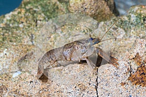 European crayfish, astacus astacus in the pond