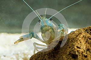 European crayfish, Astacus astacus traditional food