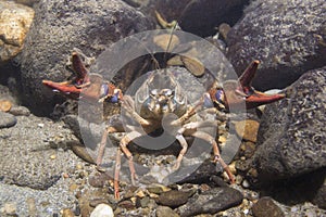 European crayfish Astacus astacus underwater