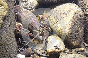 European crayfish Astacus astacus underwater